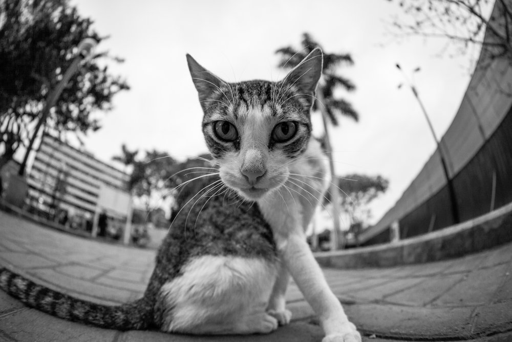 Wide angle black and white Cat portrait taken in Kennedy Park in Miraflores, Lima, Peru.