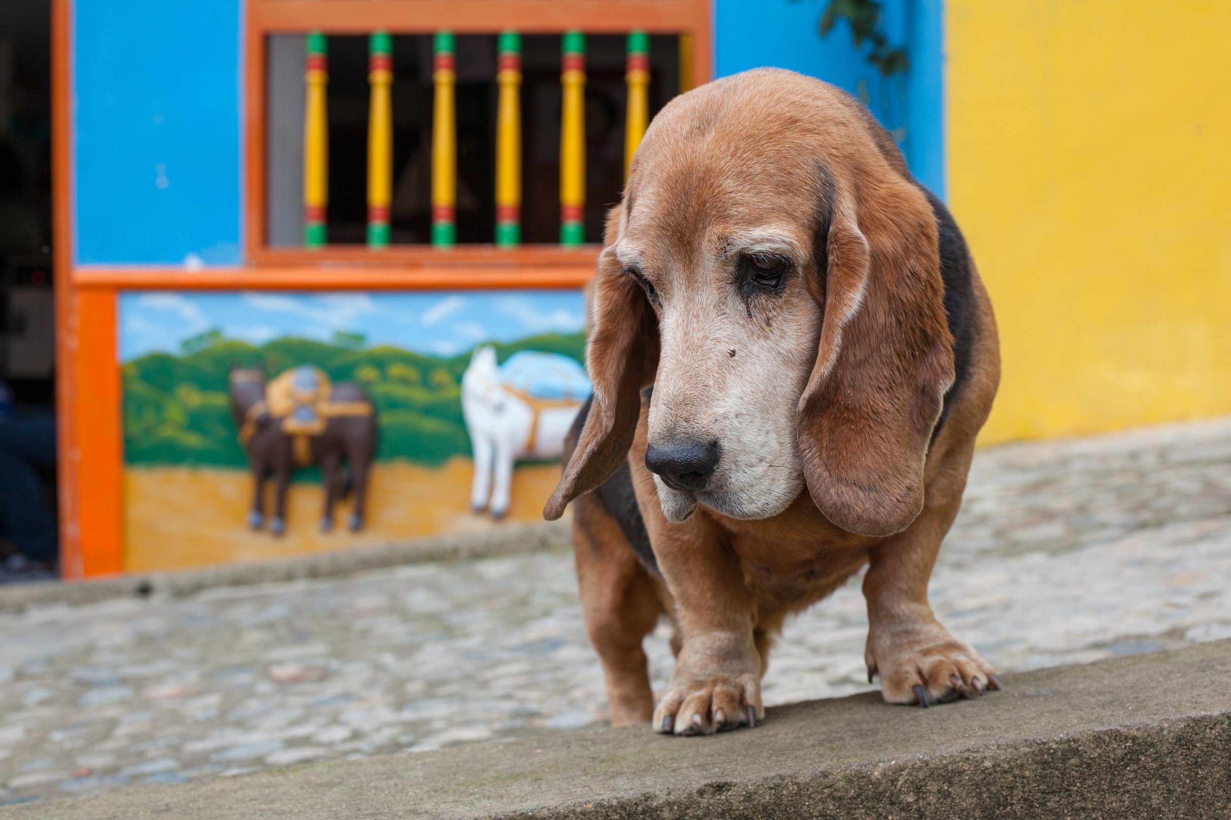 A cute long eared dog in Guatape, Colombia