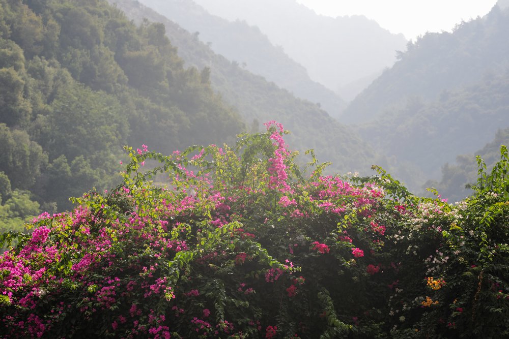 Colourful wild Bougainvillea flowers contrast with the Lebanese mountains beyond.
