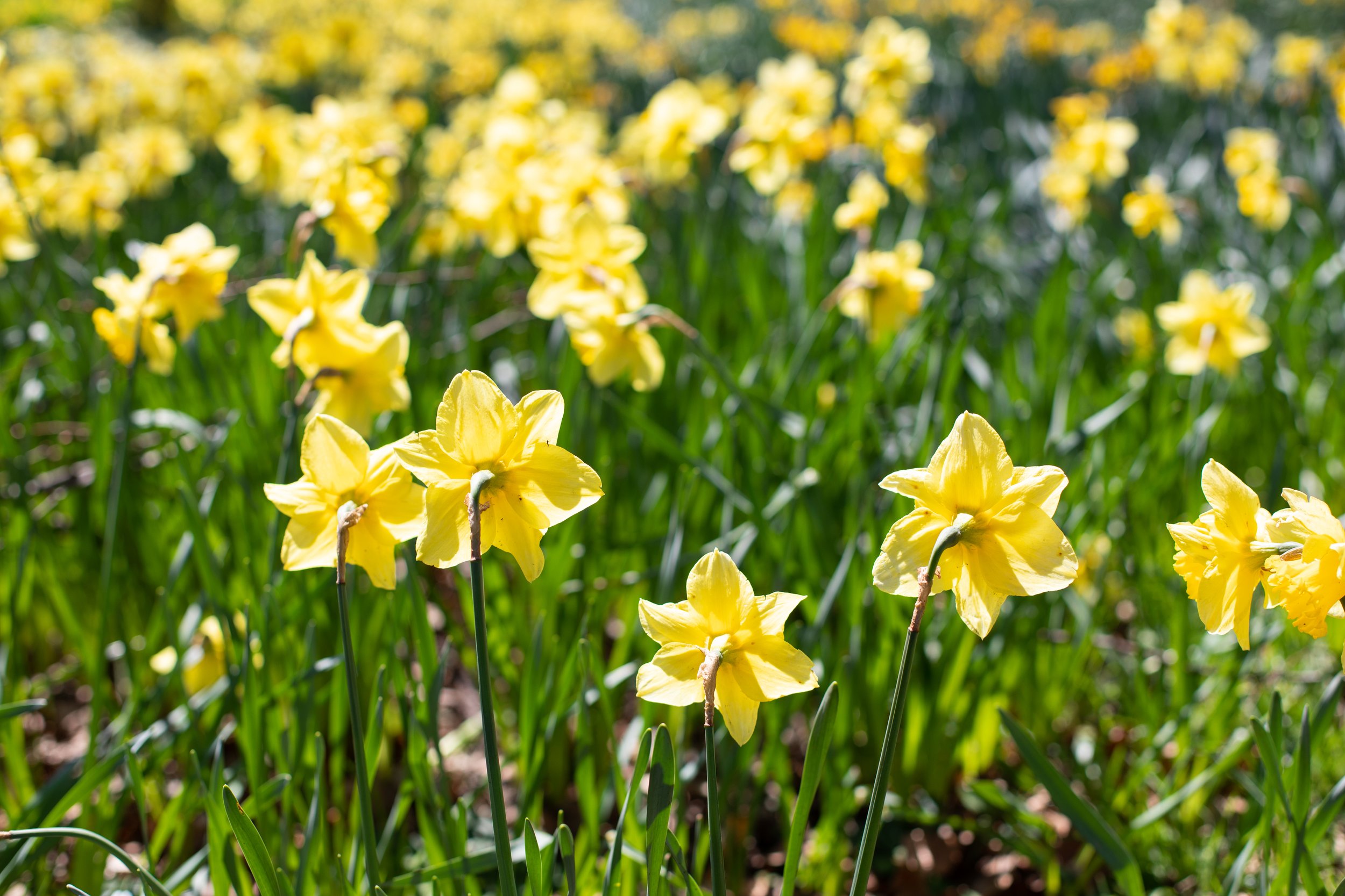 Springtime daffodils growing in Hampstead Heath in London.