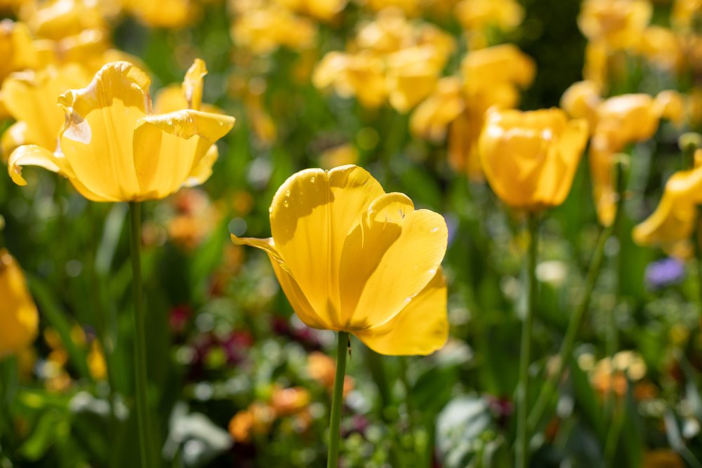 Beautiful yellow tulips growing in Phoenix Park