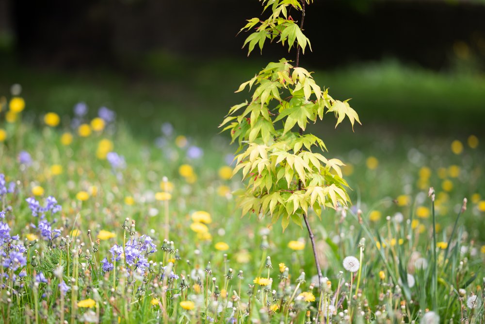 Photograph the Natural Splendor of Phoenix Park, Dublin