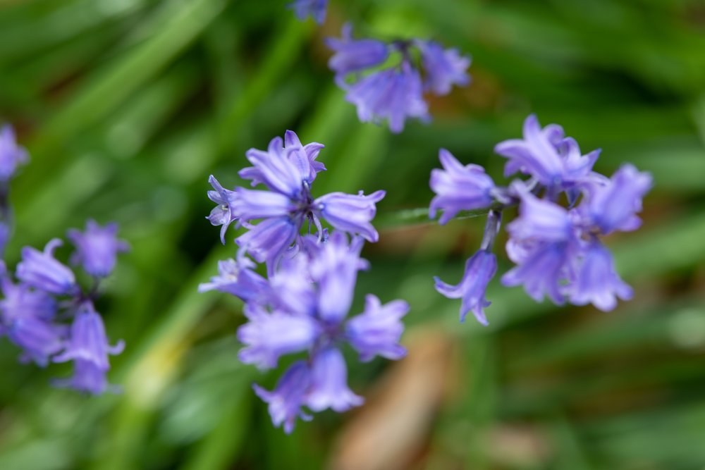 Bluebell flowers growing in Phoenix Park, take your Macro or 50mm lens and get up close!