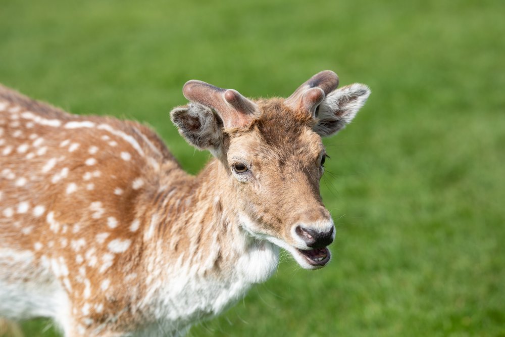 Deer Portrait by Geraint Rowland Photography