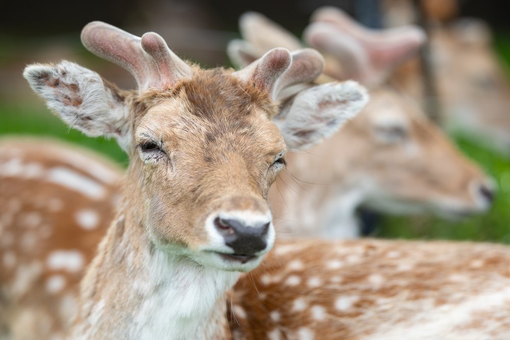 Capture the Deer in Phoenix Park with a Telephoto Lens.