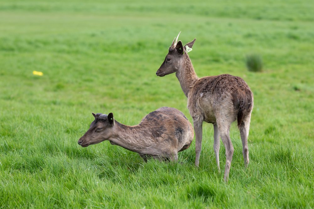 The Deer of Dublin