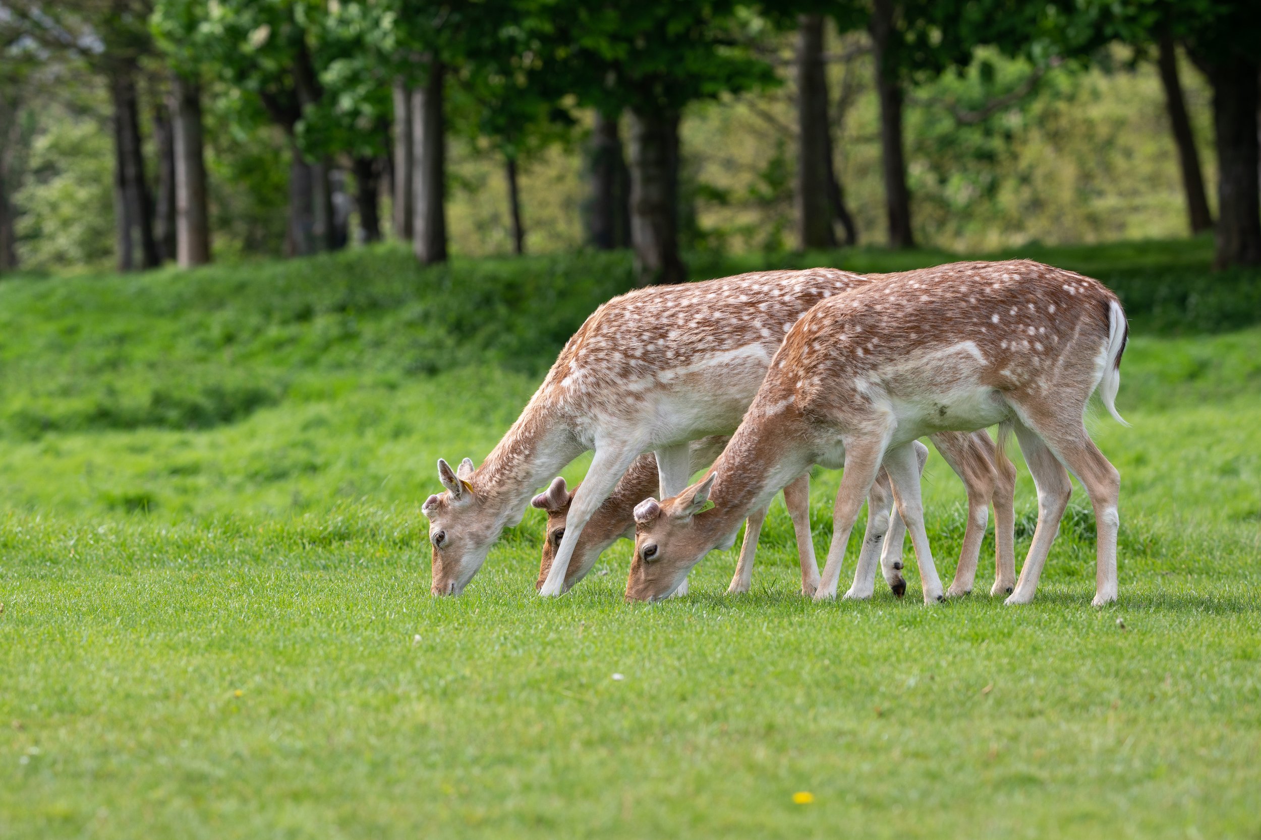 Deer capture with a Canon 5D4 and a Sigma 135mm Art lens.