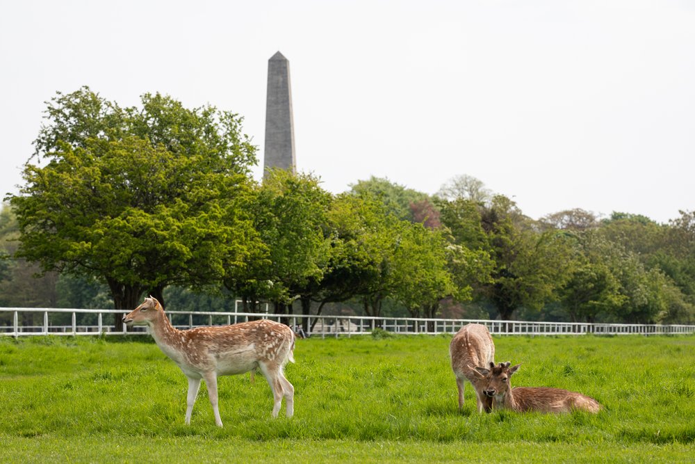 Deer in Phoenix Park, Dublin with the Wellington Monument in the distance.