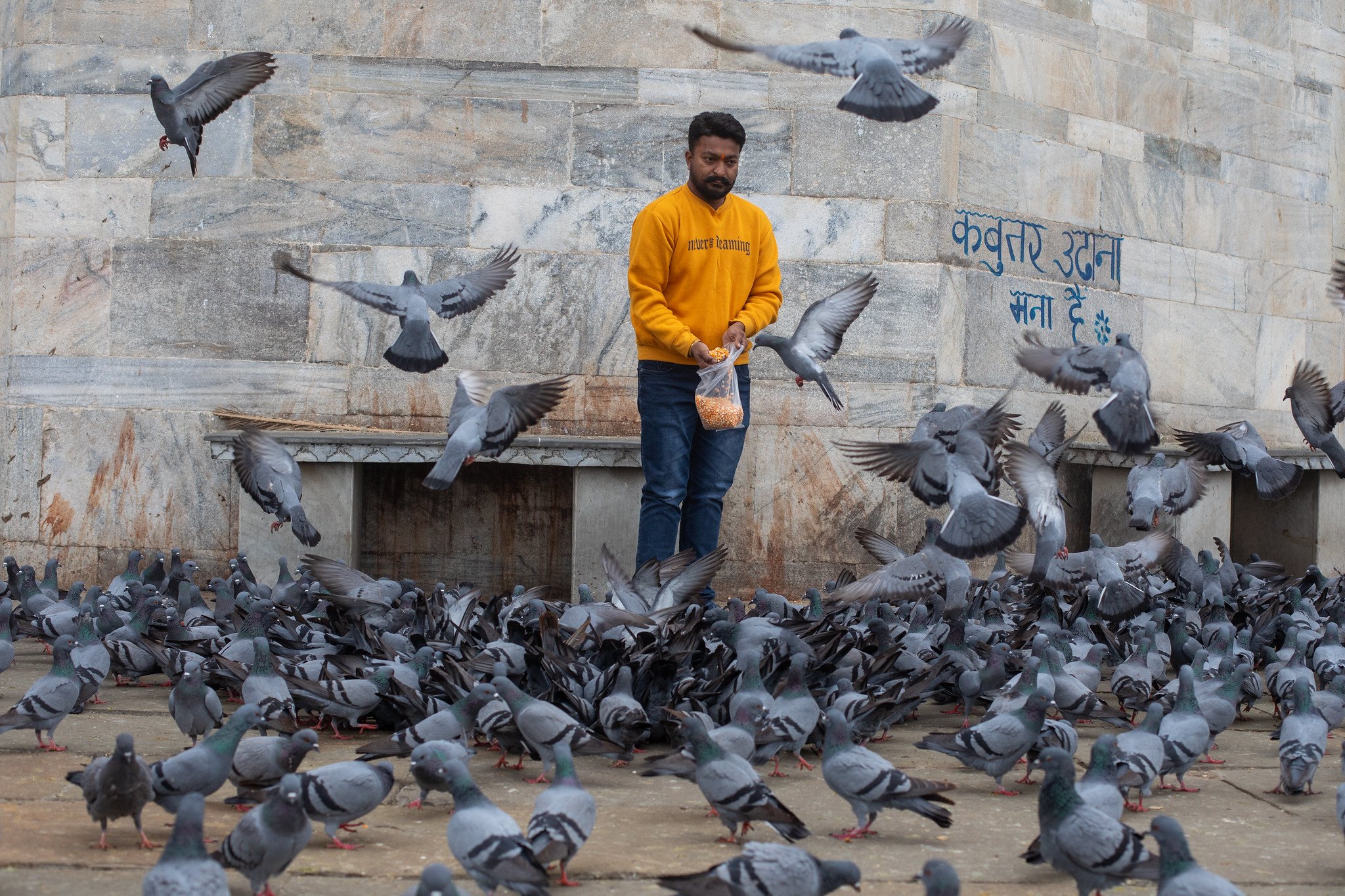 Feeding the Pigeons, Udaipur