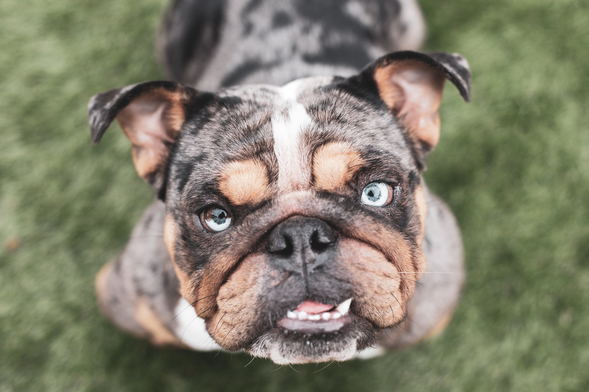 Bulldog Pup Portrait