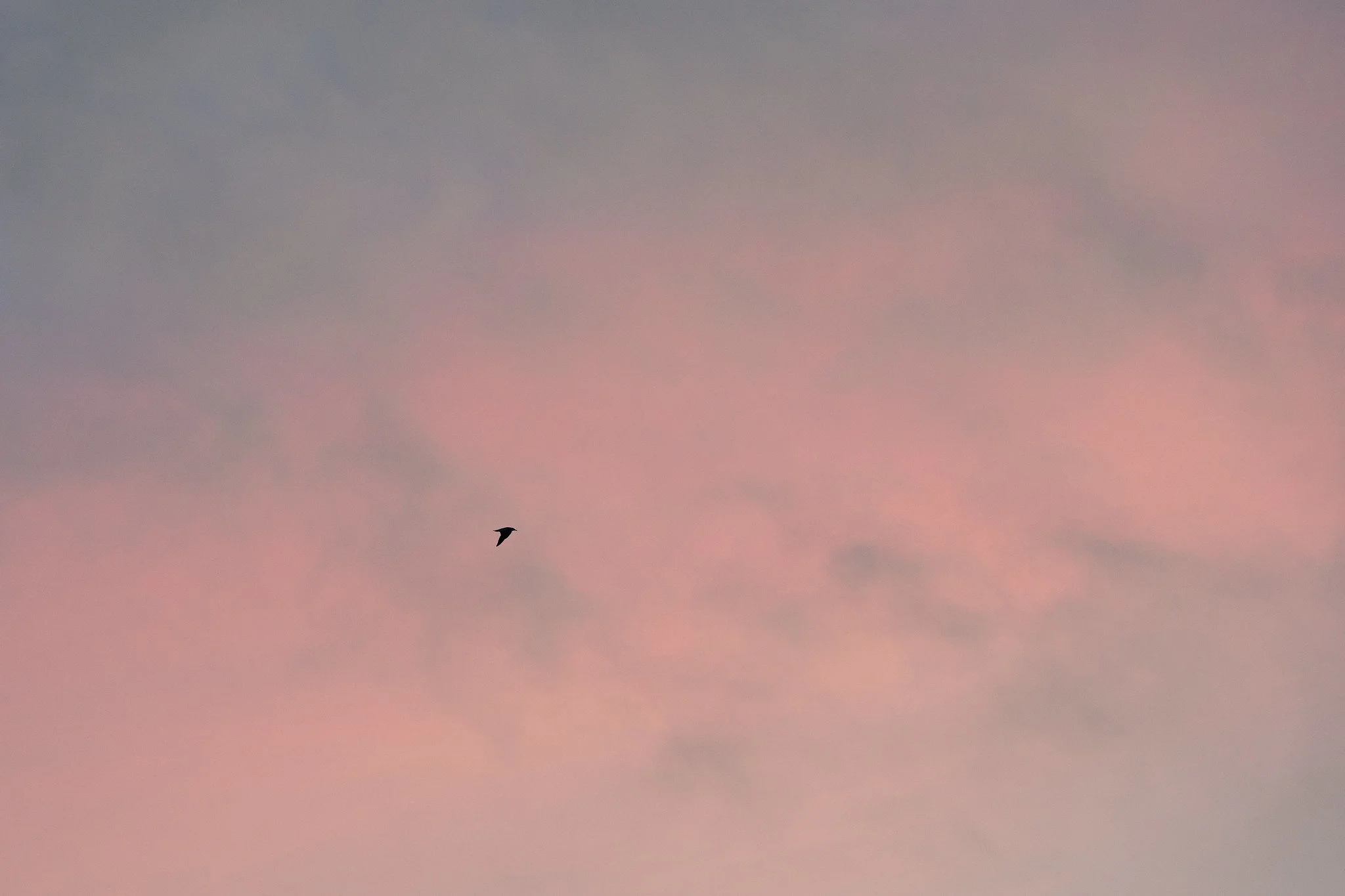 In Flight, Maltese Skies
