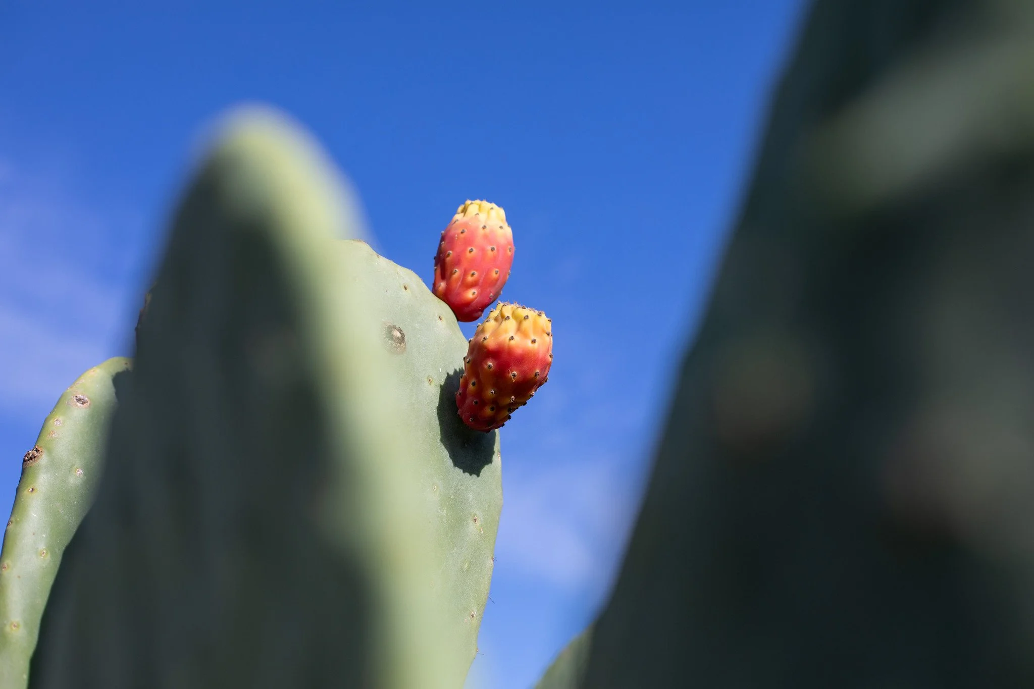 Maltese Cactus