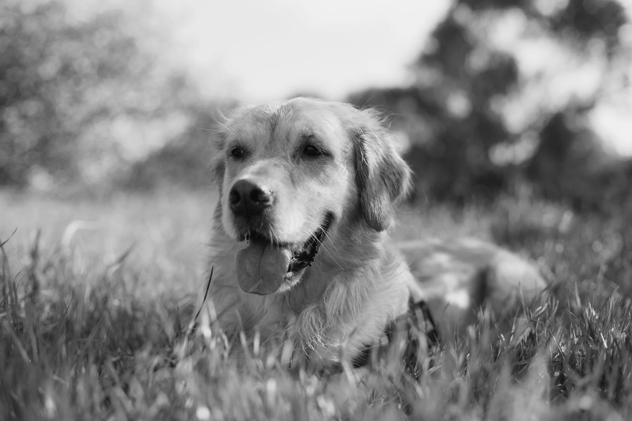 Black & White Dog Portrait, Malta