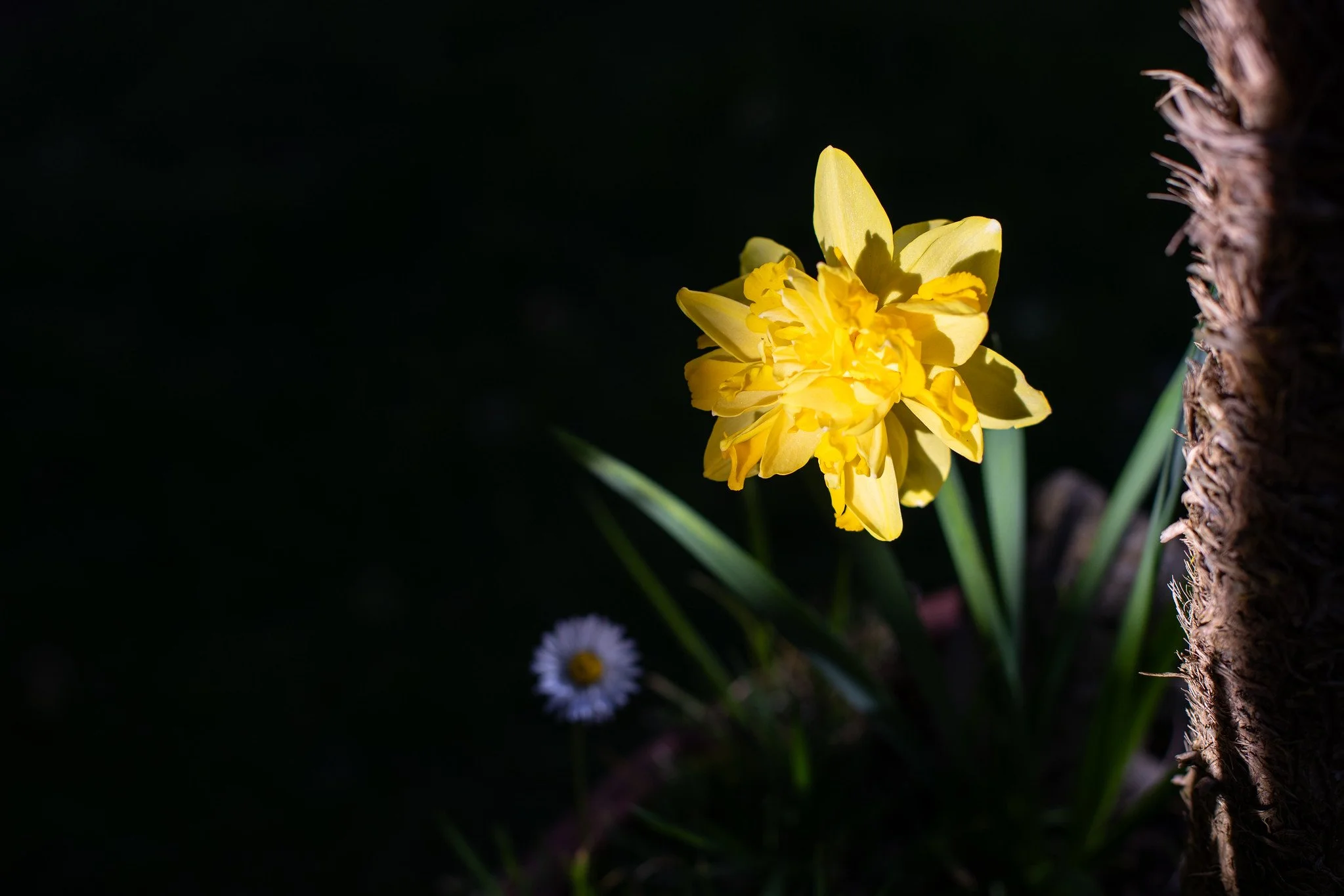 Daffodil Light Contrast, England