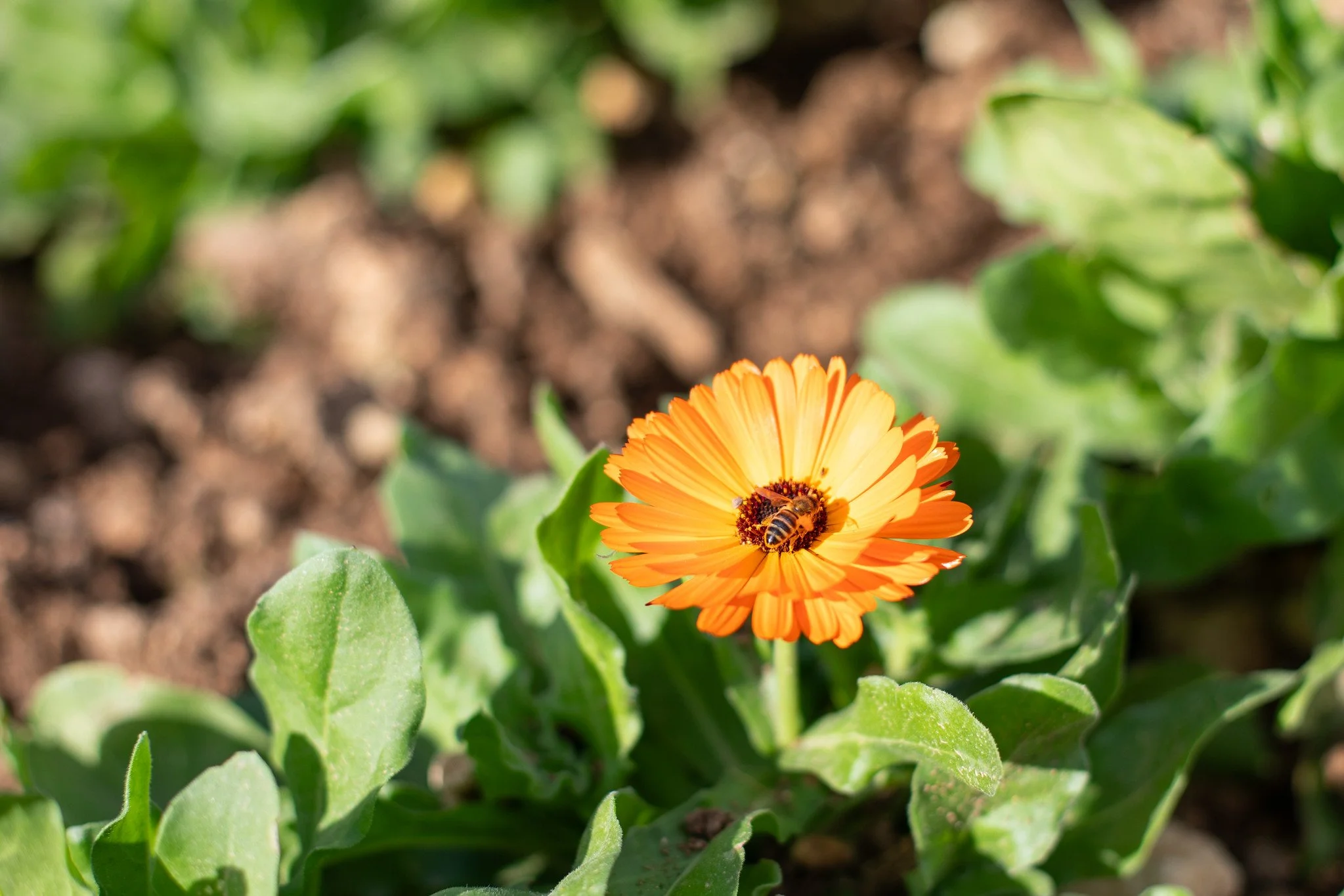 Springtime Pollination, Gozo