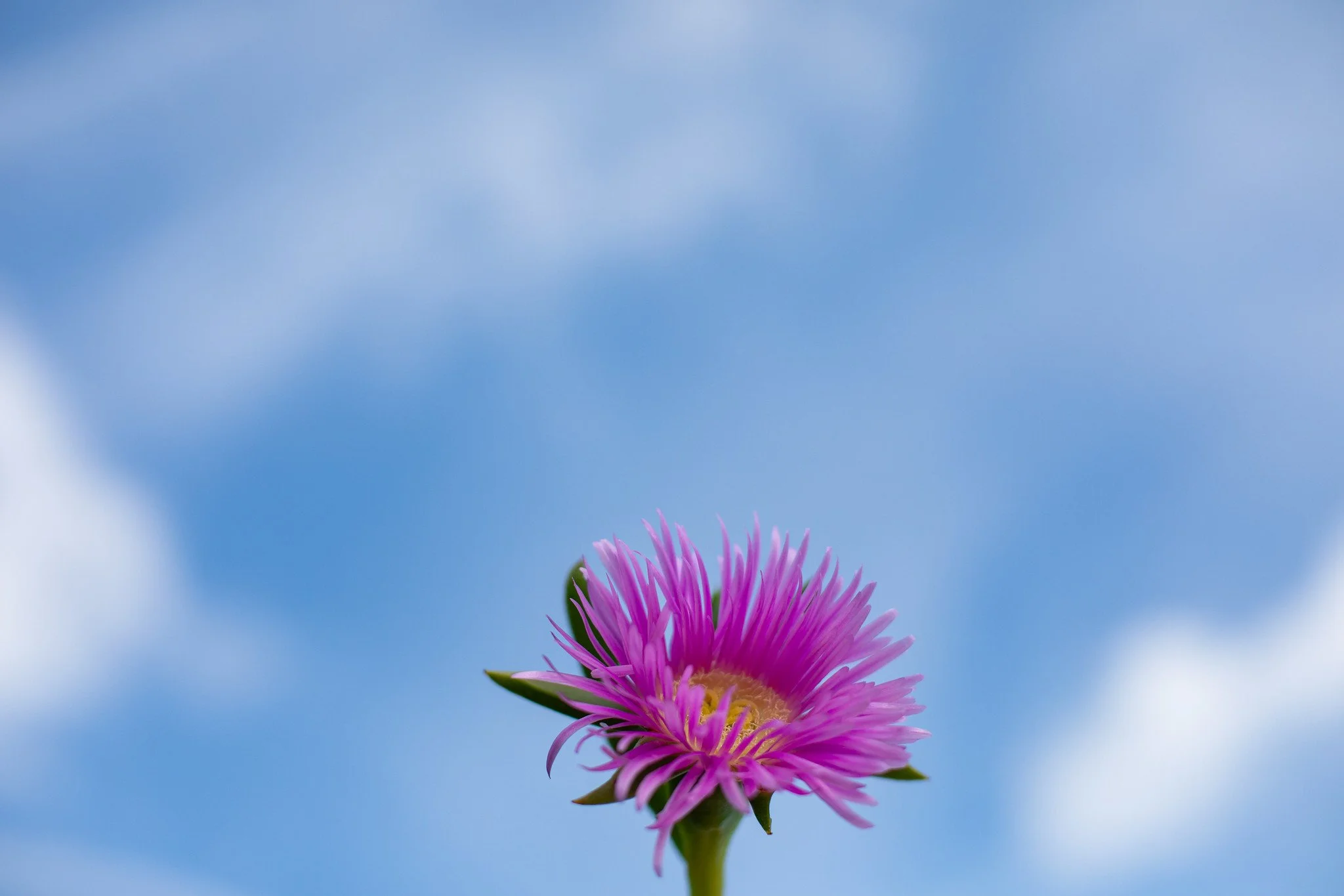 Wild Pink Flowers by the Sea, Shoeburyness
