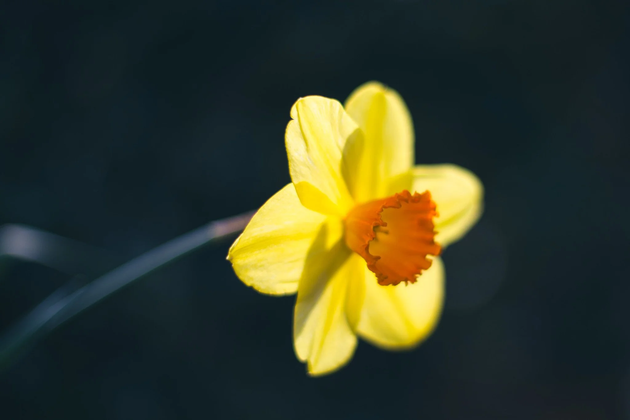 Daffodil Art Image