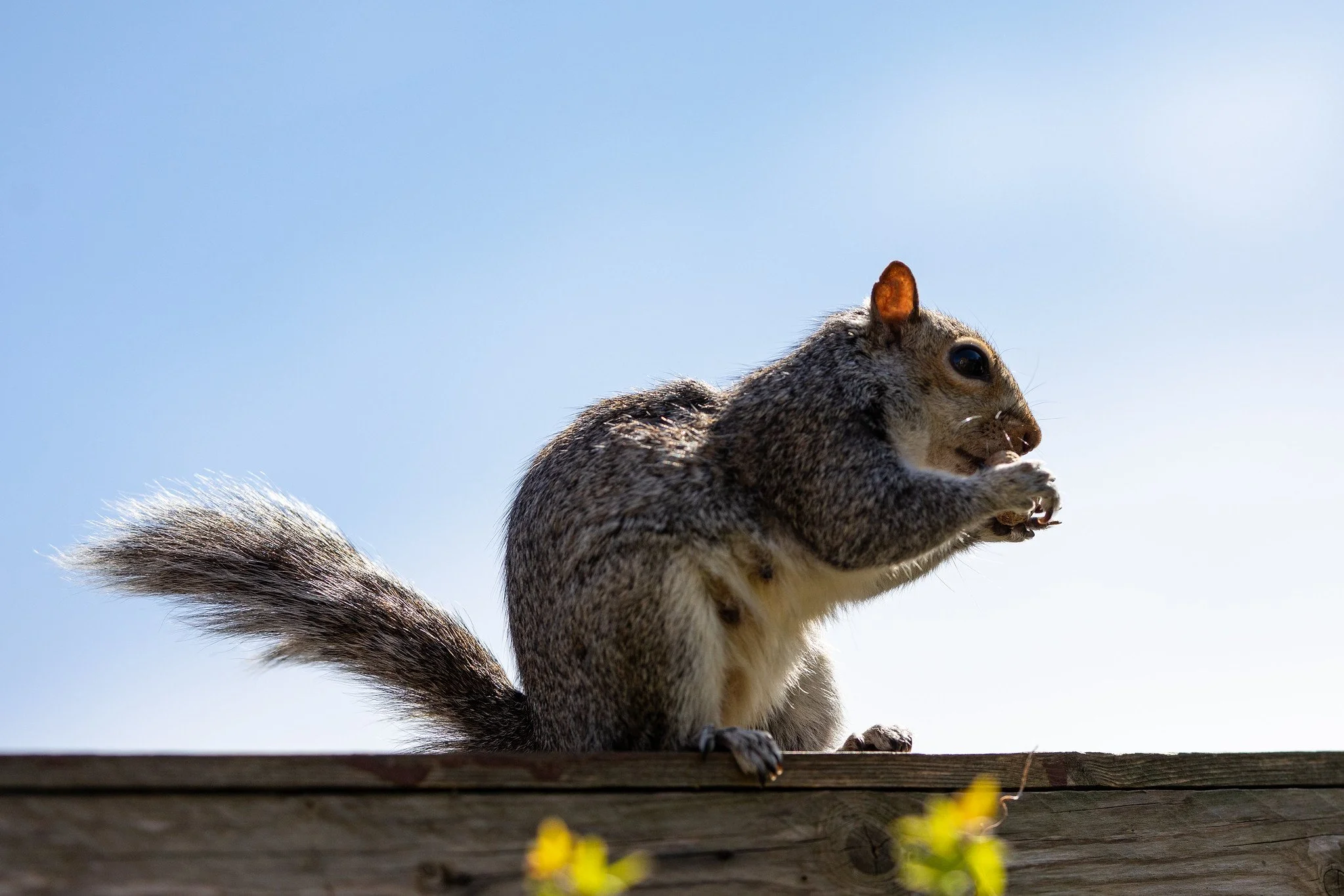 Southend Squirrel