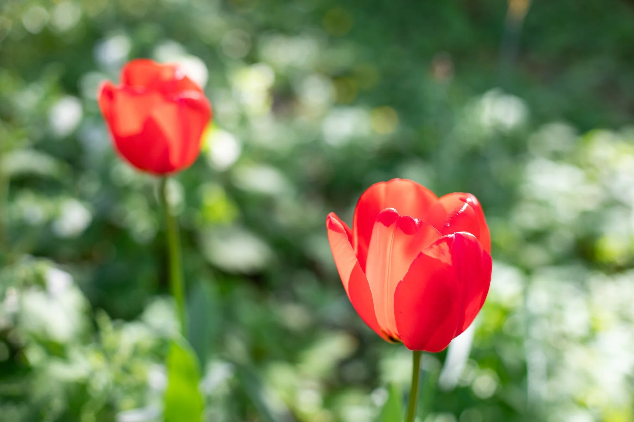 Red Tulip Art, North London
