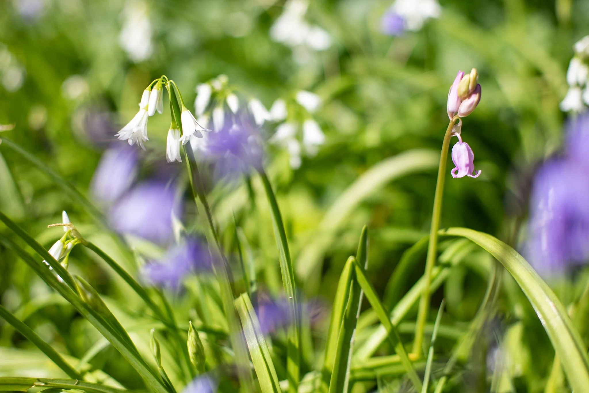 Wild Flower Mix, North London