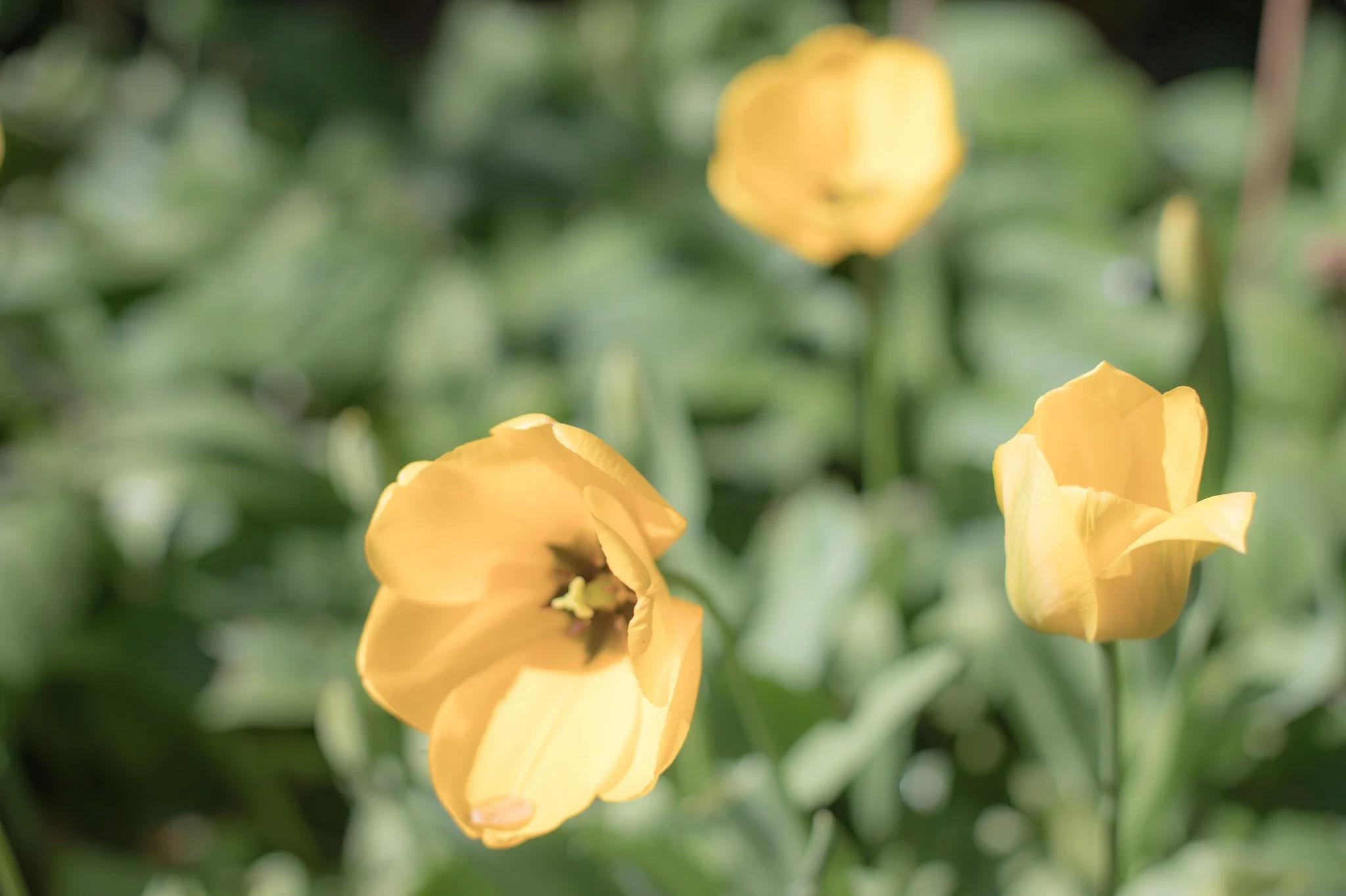 Yellow Tulip Flower Art, London