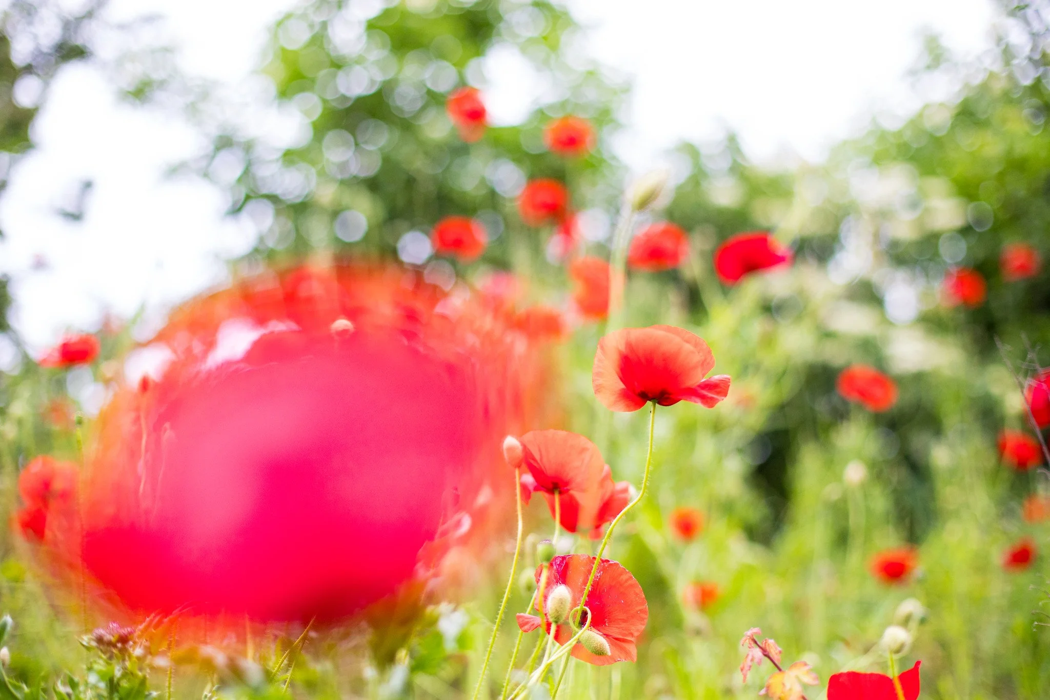 Belgium Poppy Explosion