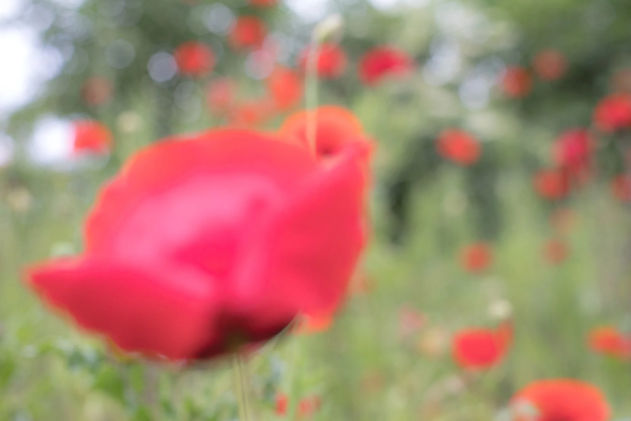 Soft Poppy Abstract Image