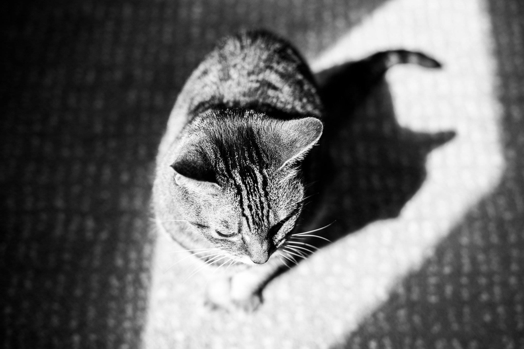 Minimalist Black and White Cat & Shadow