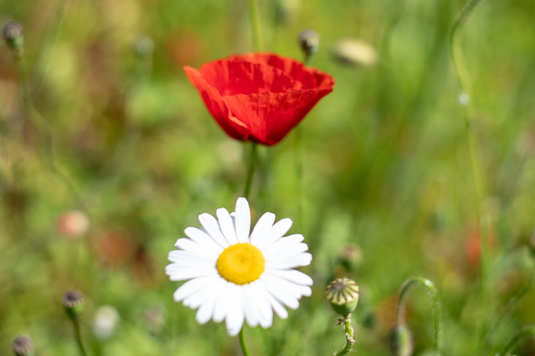 Daisy & Poppy Art