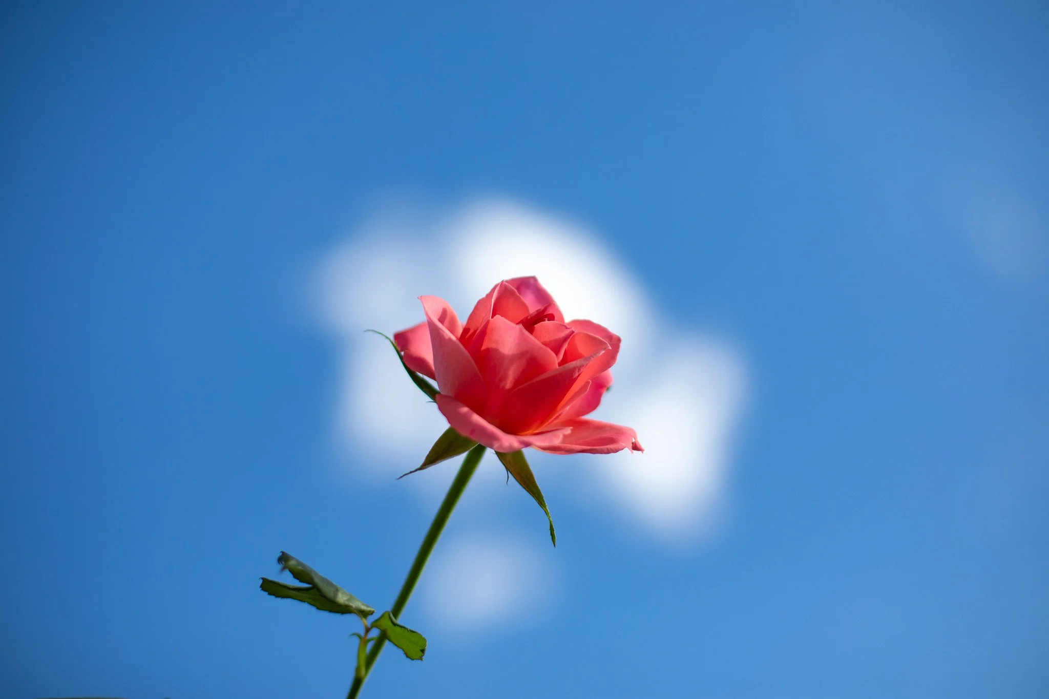 Pink Rose Halo