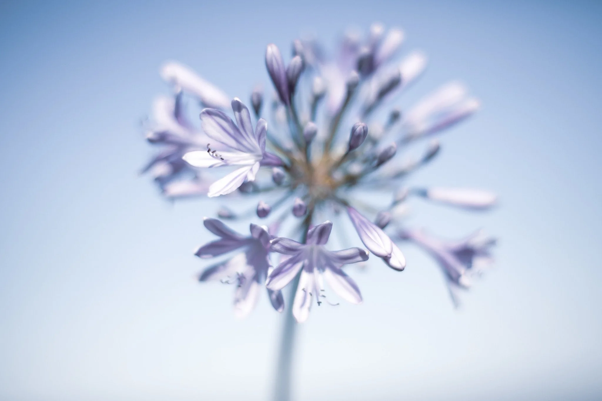 Dreamy Agapanthus