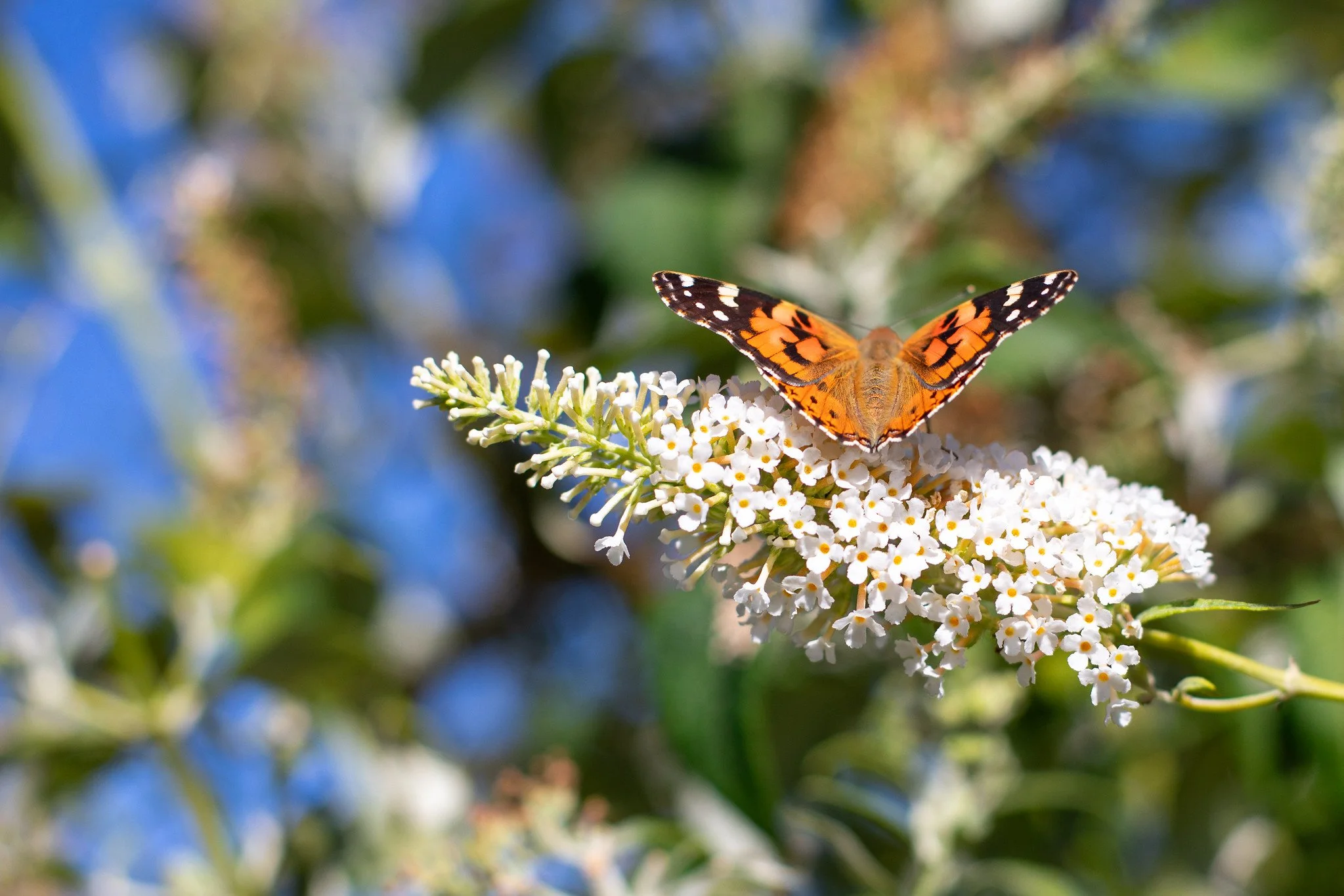 Painted Lady Butterfly Love