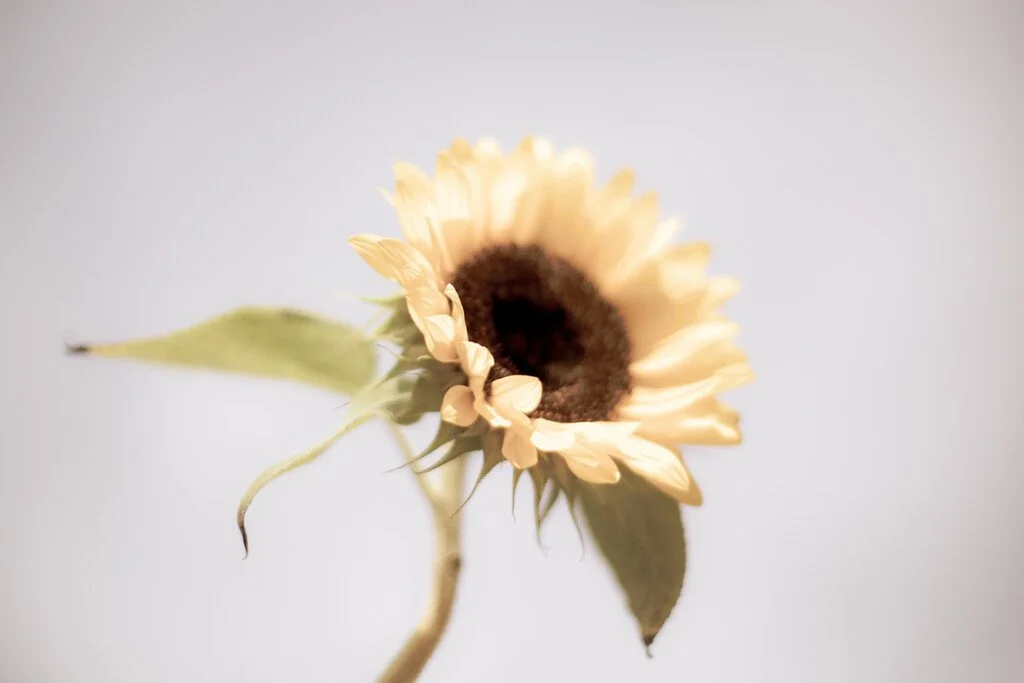 Sunflower Love - Vintage Vibes