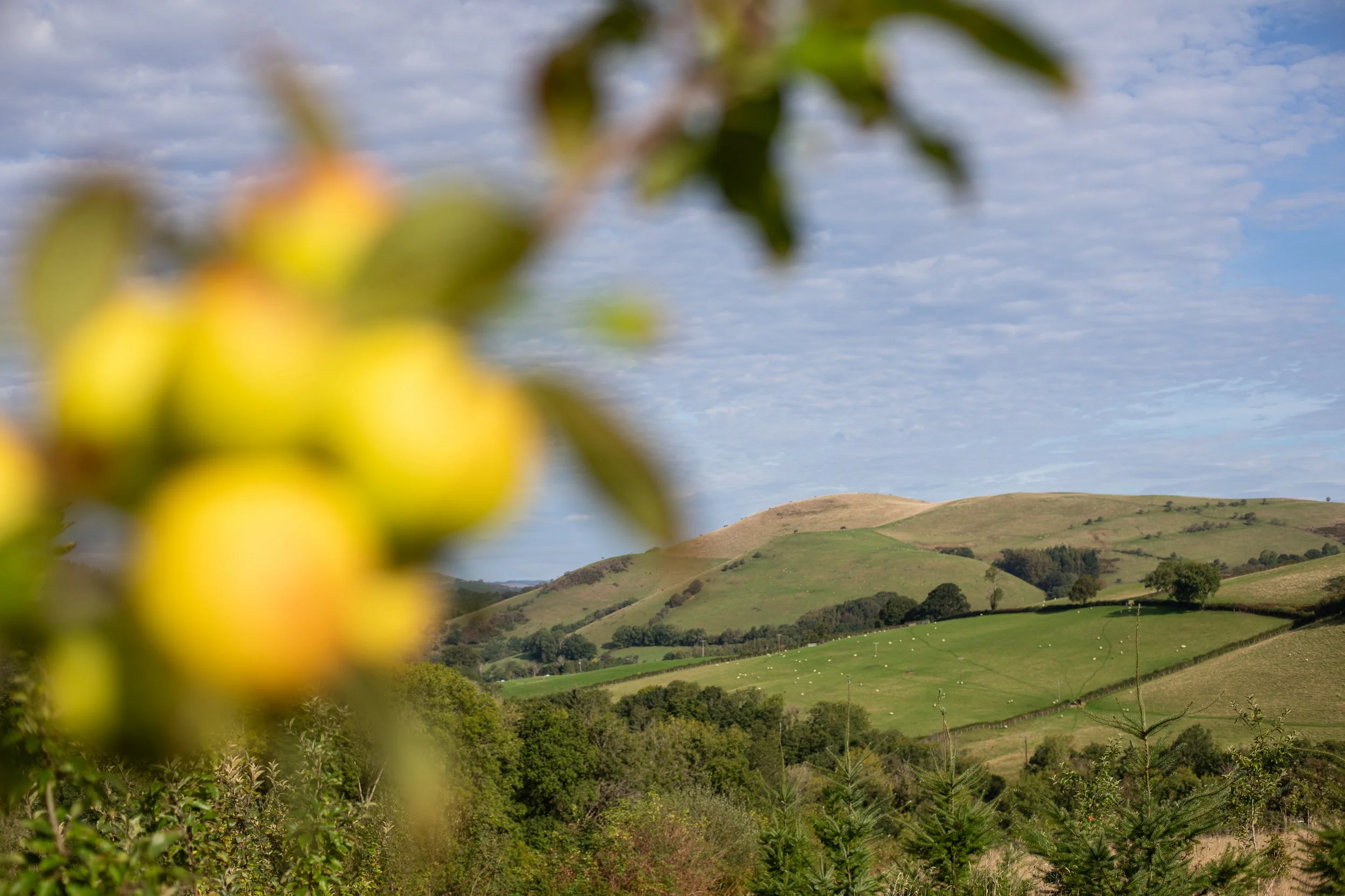 Wales_Dan_2026_September_More_89.jpg