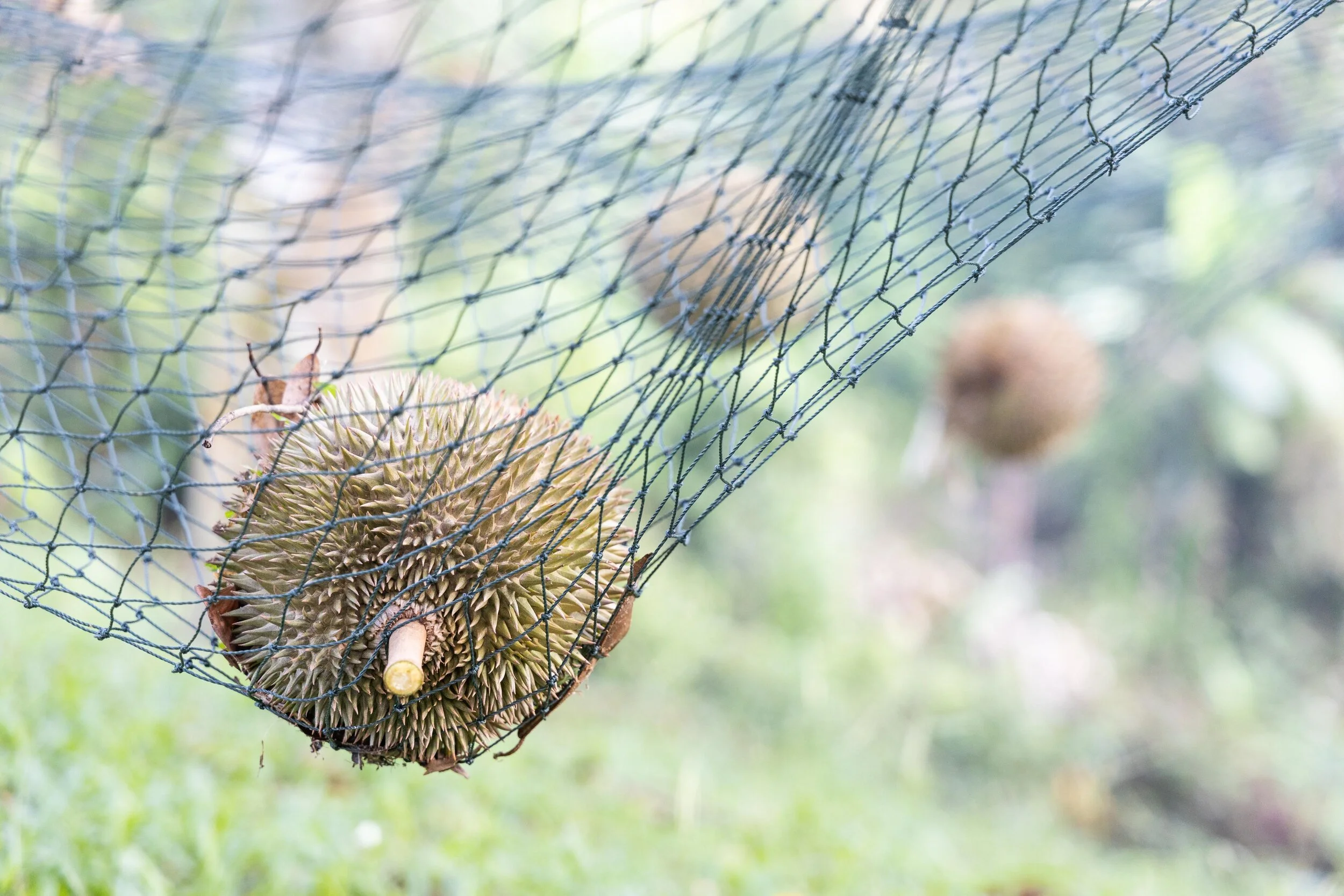 Durian plantations are becoming more lucrative for land owners because of the rising demand.