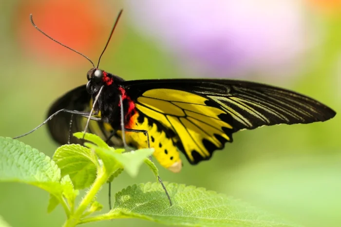 butterfly.jpg