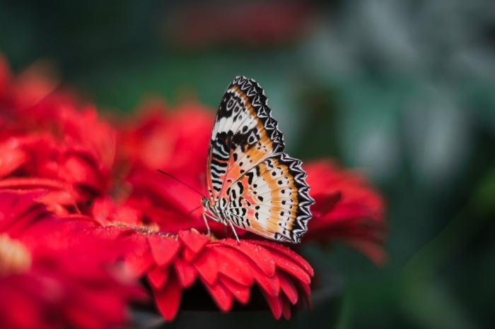 butterfly a.jpg