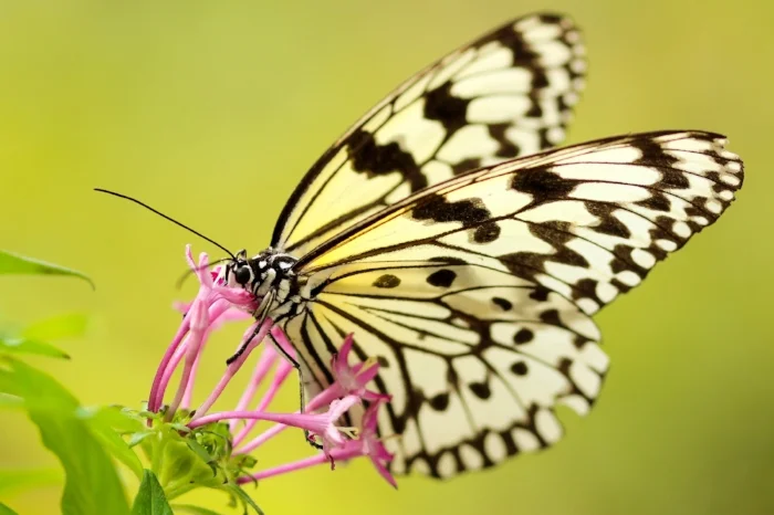 butterfly b.jpg