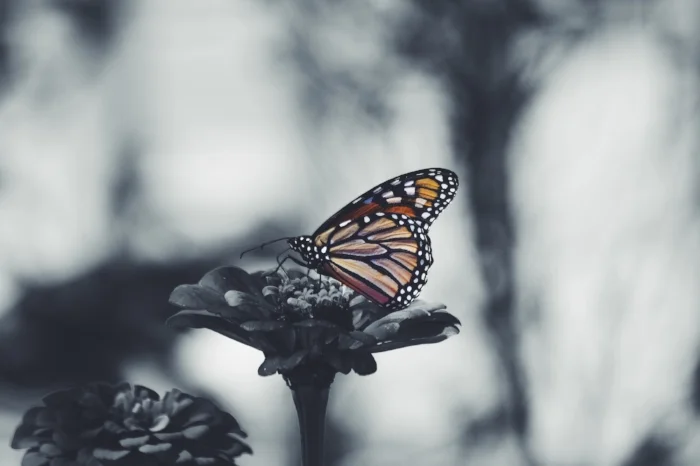 butterfly c.jpg