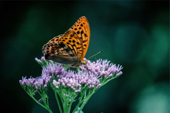 butterfly d.jpg
