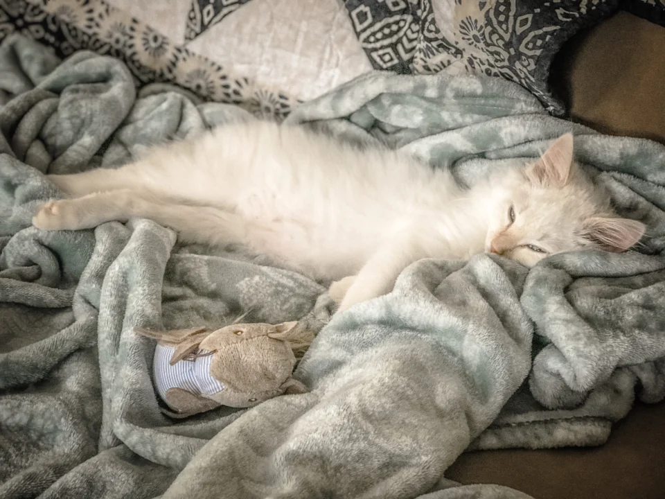 cat asleep on bed blanket flare kit.jpg