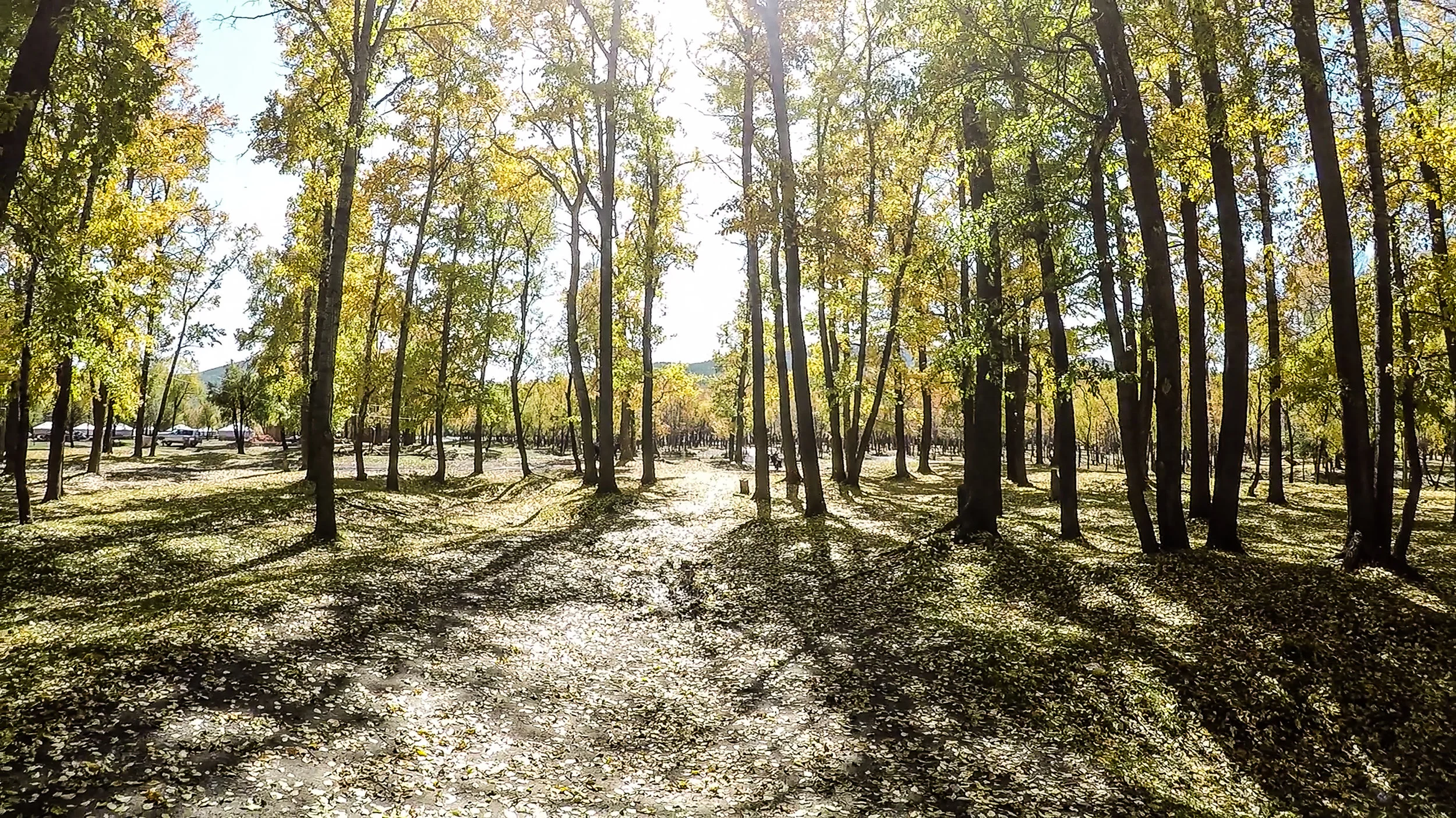 trees.jpg