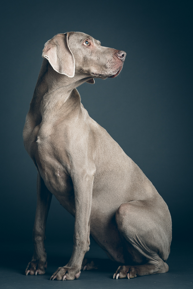 Isle of Wight pet portrait studio photography