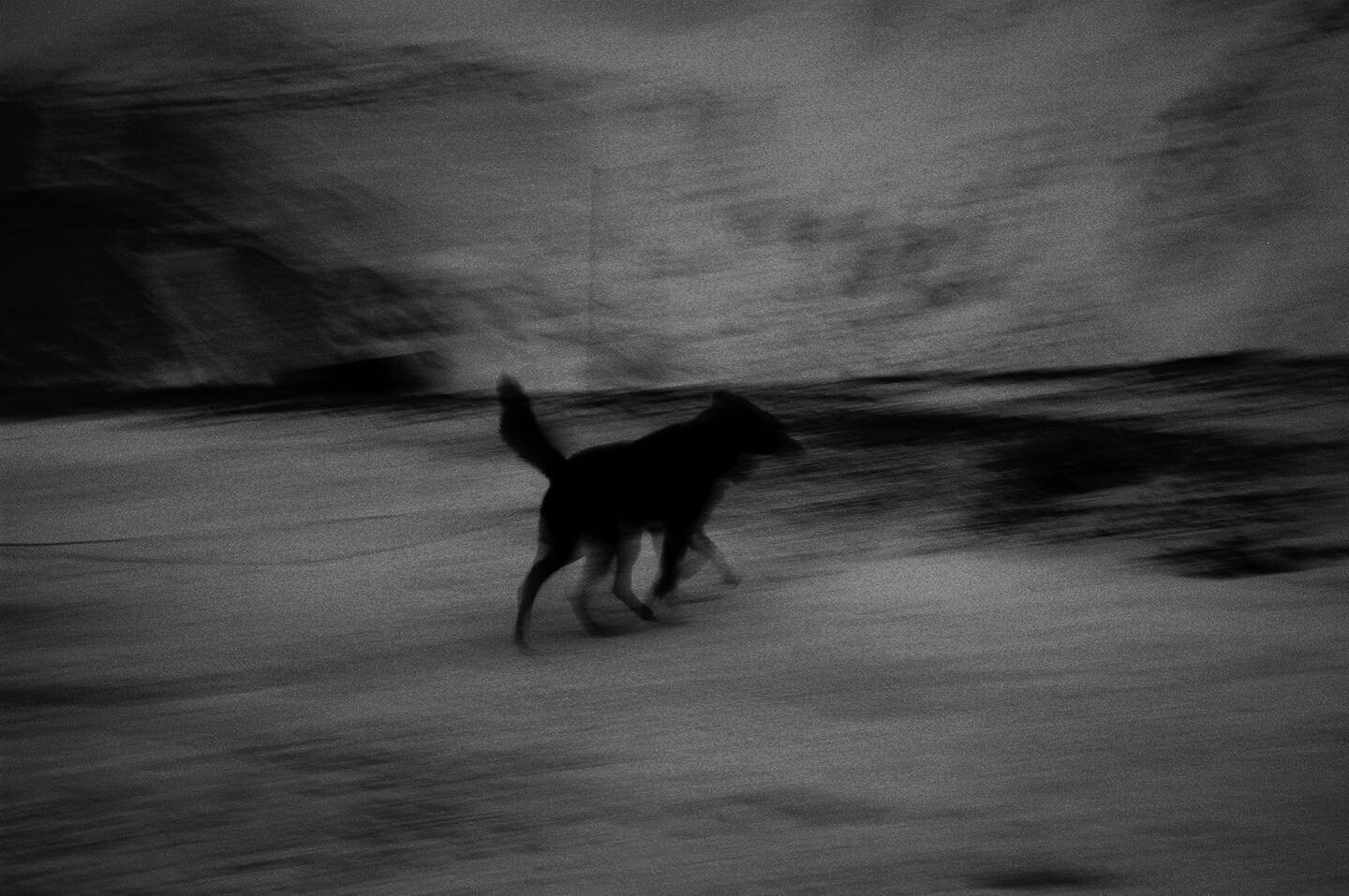 Greyling #tbt #janmayen  #bwphotography #arctic