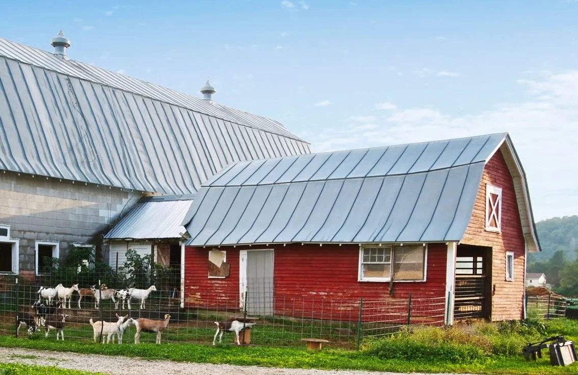 yearlings.jpg