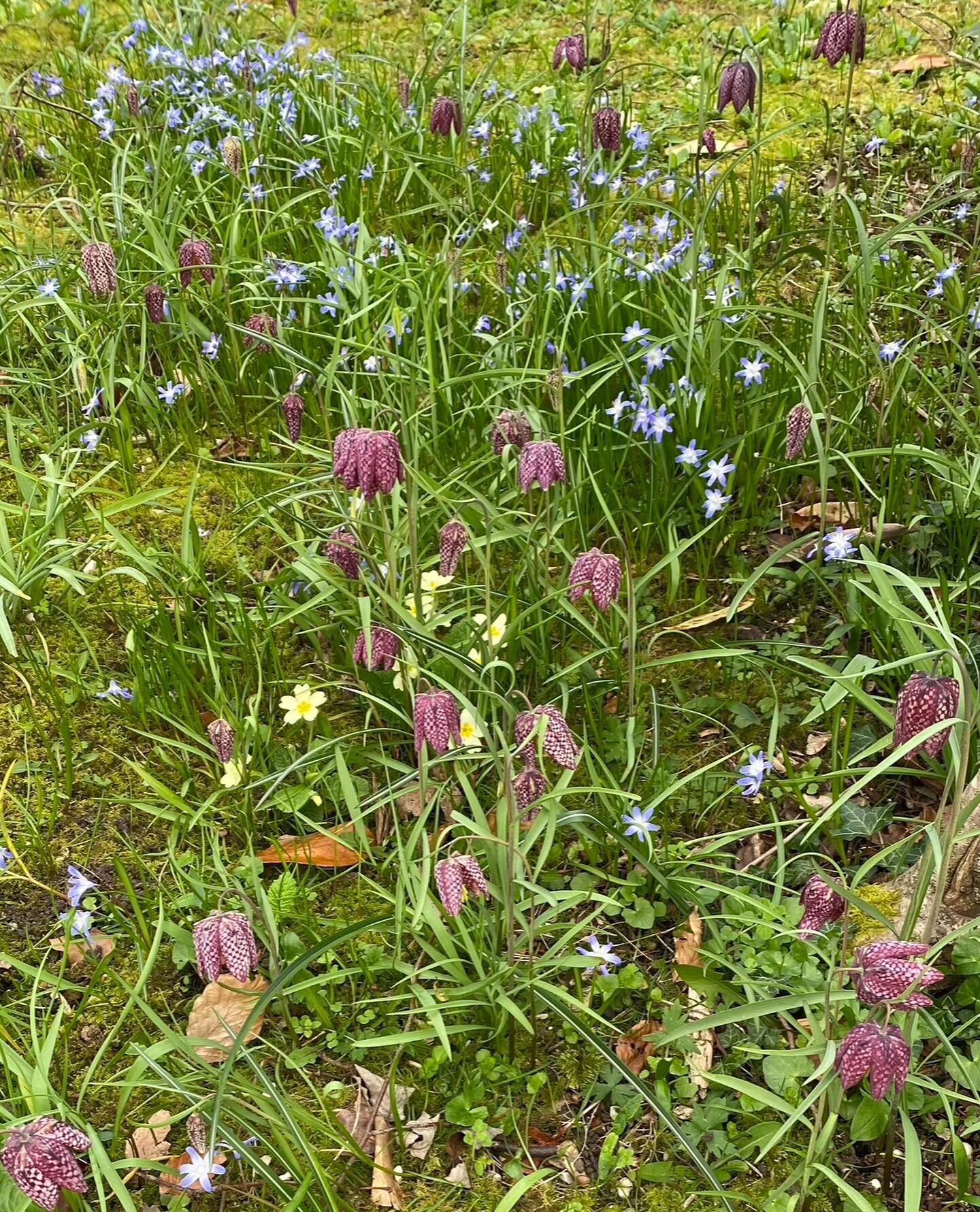 Snakeshead fritillaries nodding in the breeze. #lovespring #inmygarden #nationalgardenscheme #springbulbs #walledgarden #ngshampshire #springflowers #gardeninspiration #frenchbrooksinteriors