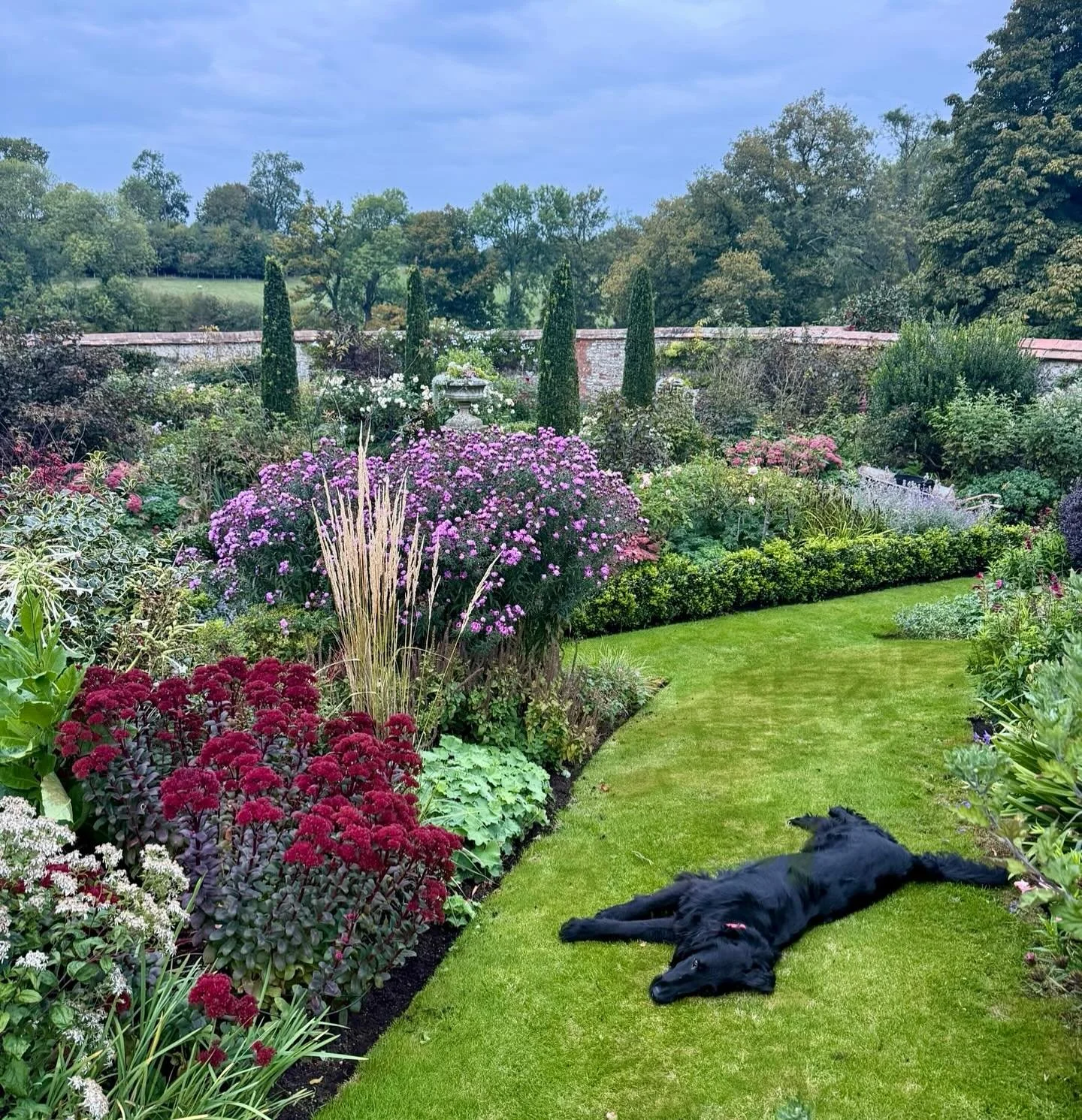 When it&rsquo;s good to be back.  #autumnmood #itsadogslife #flatcoatedretriever #walledgarden #nationalgardenscheme #openforcharity #flatcoat #inmygarden #autumngarden #flatcoatretriever #frenchbrooksinteriors