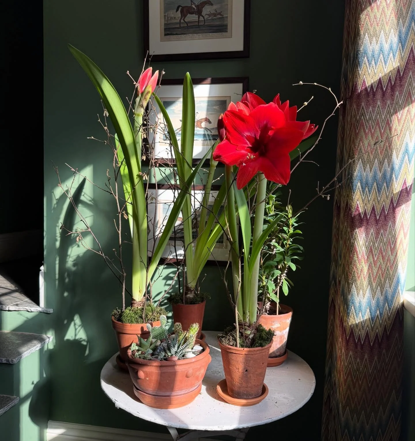 Happy Valentine&rsquo;s Day! Who can resist blazing sunshine and rich velvety amaryllis? #decoratingwithflowers #interiorstyle #designinspᴏ #interiorsaddict #howwedwell