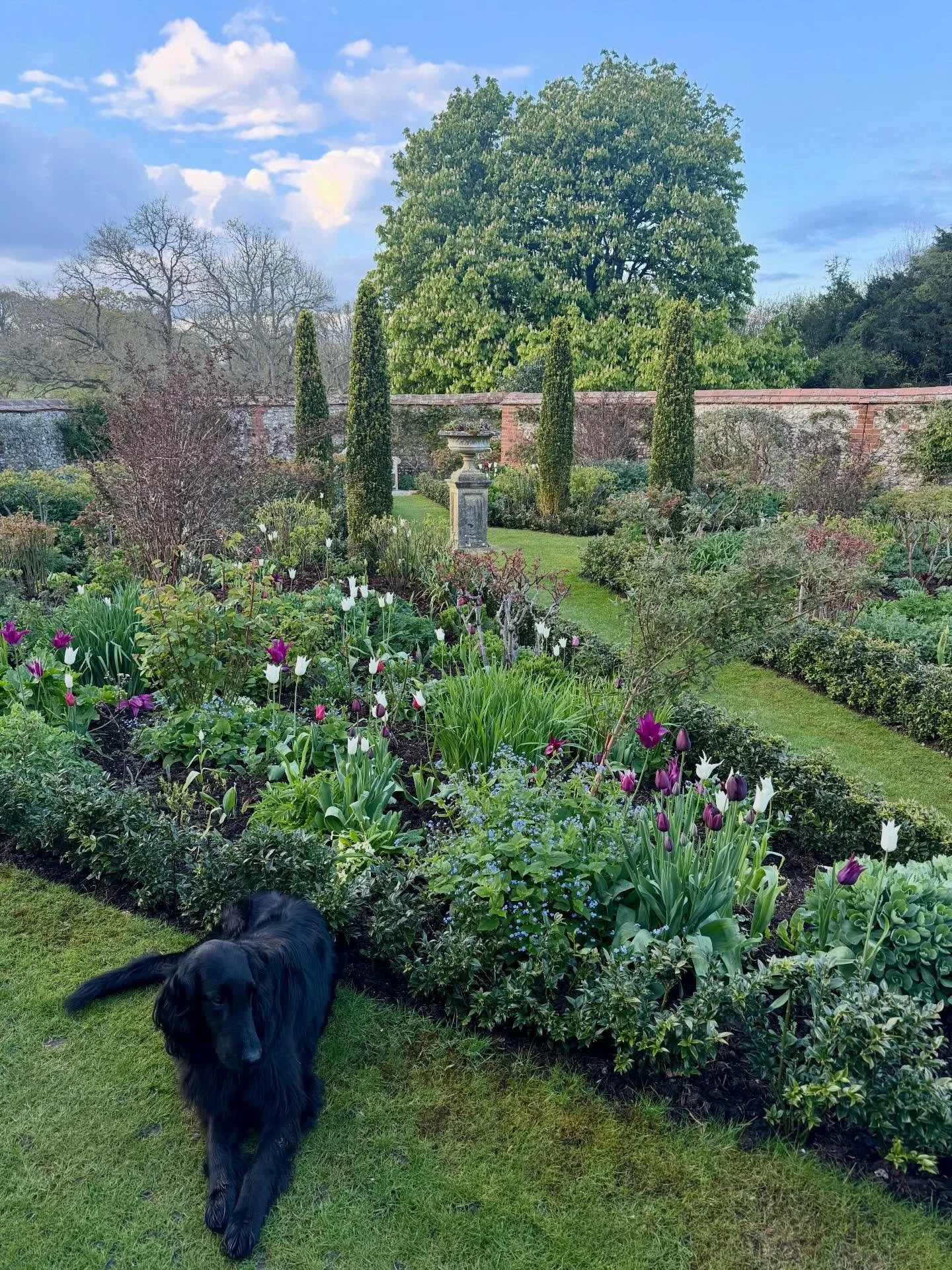 Josie amongst the tulips.  #walledgarden #flatcoat #flatcoatretriever #gardendesign #topiary