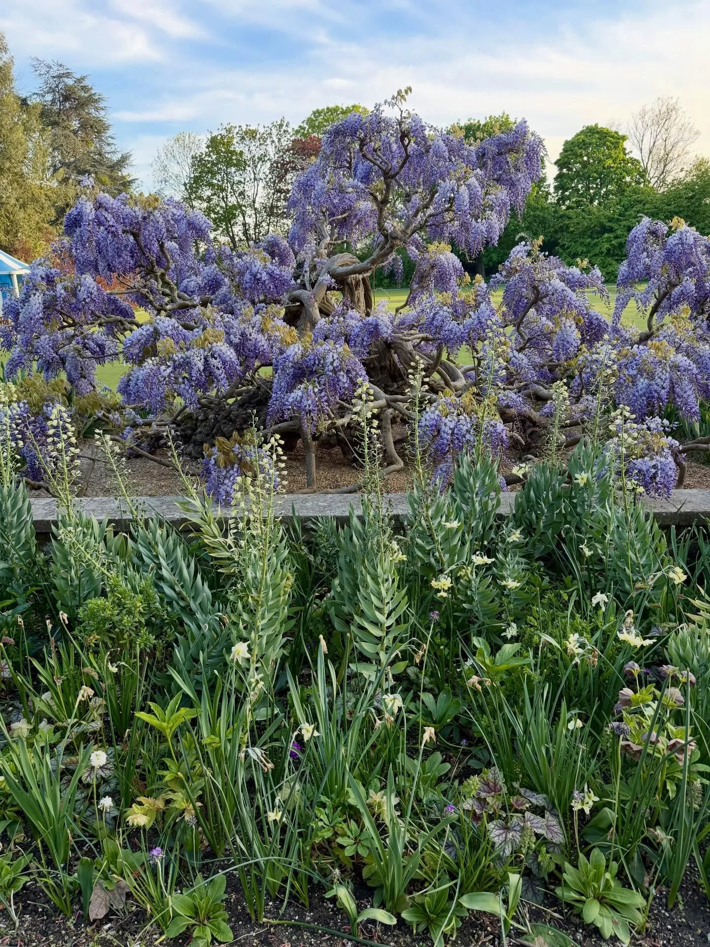 Delighted to join the Gardens &amp; Landscape Committee @thehurlinghamclub. The club is a green oasis with some wonderful old trees and climbers dating back to its origins as an eighteenth century country house where the rules of polo were drawn up a